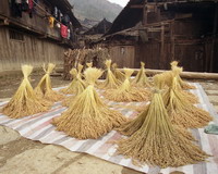 Rice Culture of Dong